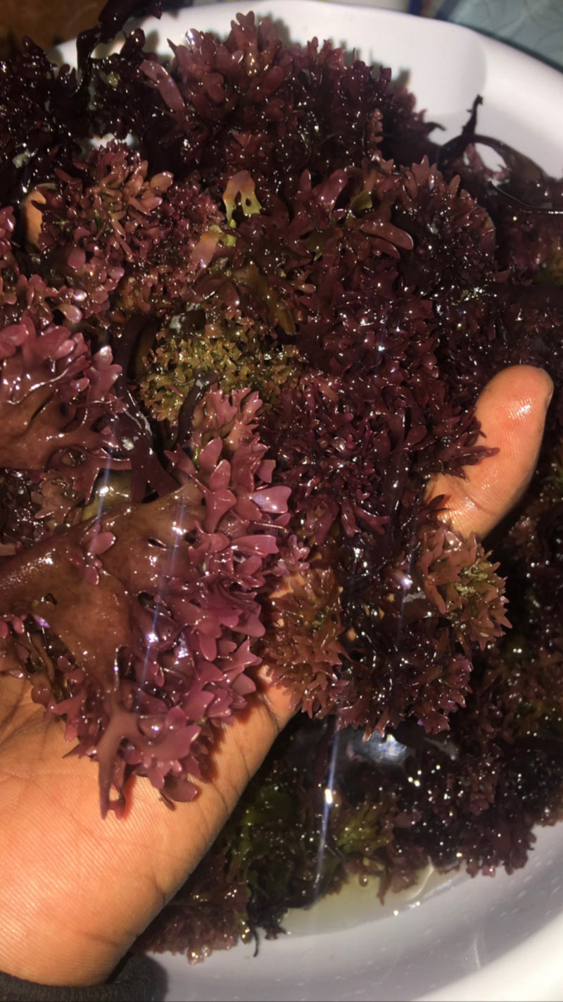 Raw Sea Moss
