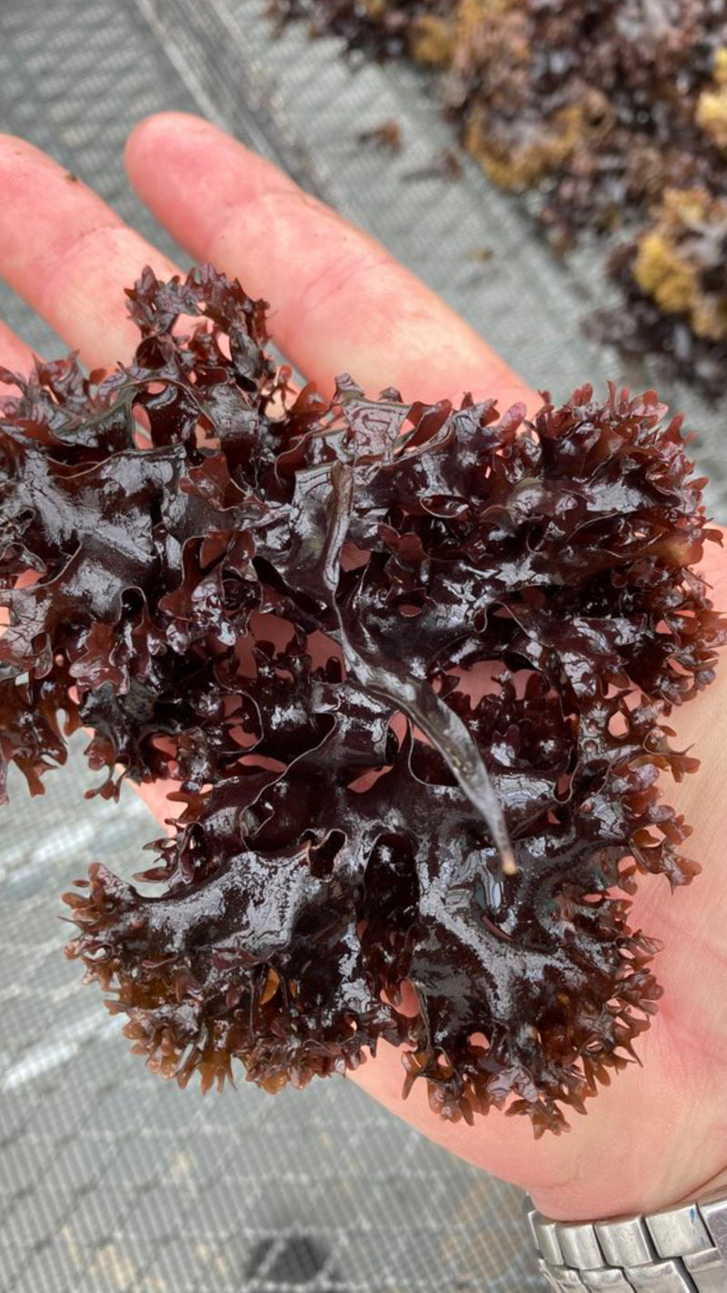 Raw Sea Moss