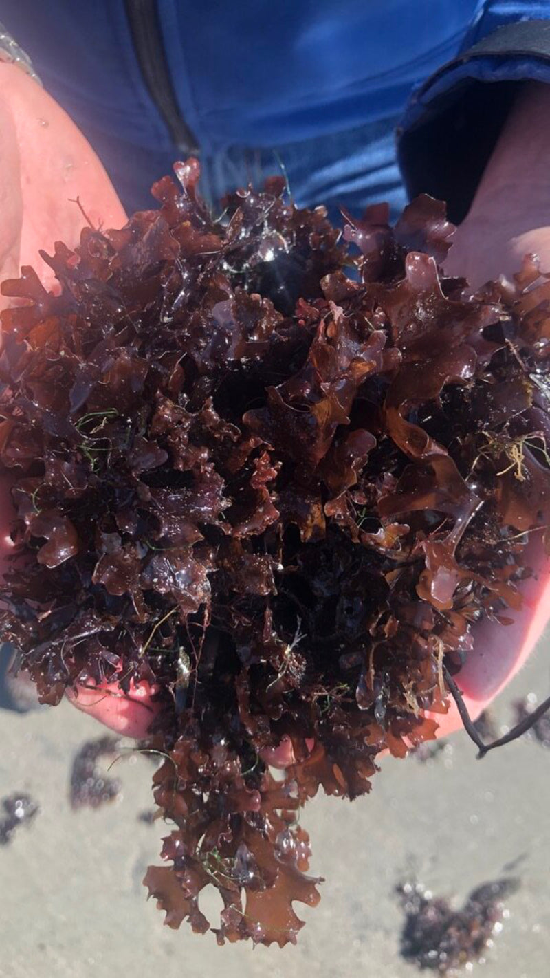 Raw Sea Moss